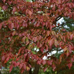 Fast Growing Trees Dogwood Trees Blue Ray Kousa Dogwood