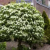 Fast Growing Trees Dogwood Trees Blue Ray Kousa Dogwood