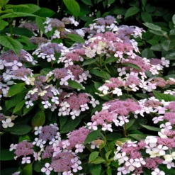 Fast Growing Trees Hydrangea Shrubs Bluebird Hydrangea Shrub
