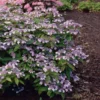 Fast Growing Trees Hydrangea Shrubs Bluebird Hydrangea Shrub 1 Fast Growing Trees Hydrangea Shrubs Bluebird Hydrangea Shrub
