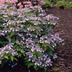 Fast Growing Trees Hydrangea Shrubs Bluebird Hydrangea Shrub