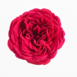 Fast Growing Trees Roses Bulletproof® Rose