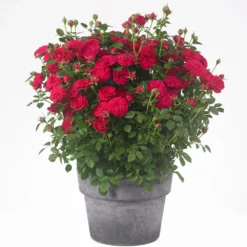 Fast Growing Trees Roses Bulletproof® Rose