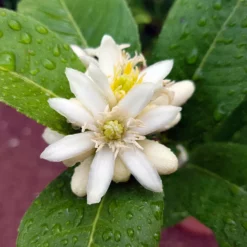 Fast Growing Trees Buddha's Hand Citron Tree