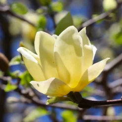 Fast Growing Trees Magnolia Trees Magnolia 'Butterflies' Tree 9 Fast Growing Trees Magnolia Trees Magnolia 'Butterflies' Tree