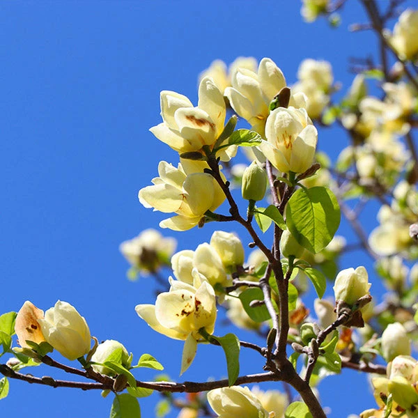 Fast Growing Trees Magnolia Trees Magnolia 'Butterflies' Tree 3 Fast Growing Trees Magnolia Trees Magnolia 'Butterflies' Tree