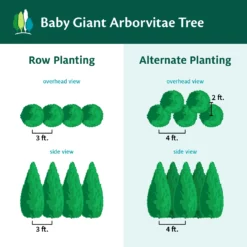 Fast Growing Trees Baby Giant Arborvitae Tree Arborvitae Trees