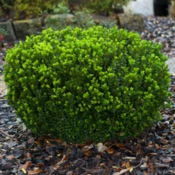 Fast Growing Trees Baby Gem™ Boxwood Shrub