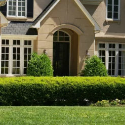 Fast Growing Trees Baby Gem™ Boxwood Shrub