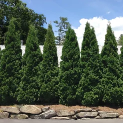 Fast Growing Trees Baby Giant Arborvitae Tree Arborvitae Trees
