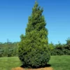 Fast Growing Trees Baby Giant Arborvitae Tree Arborvitae Trees 2 Fast Growing Trees Baby Giant Arborvitae Tree Arborvitae Trees