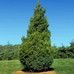 FASTGROWINGTREES Sales 36 Fast Growing Trees Baby Giant Arborvitae Tree Arborvitae Trees