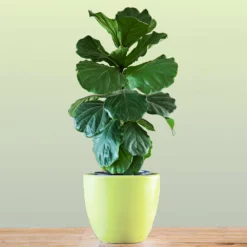Fast Growing Trees Floor Plants Bambino Fiddle Leaf Fig