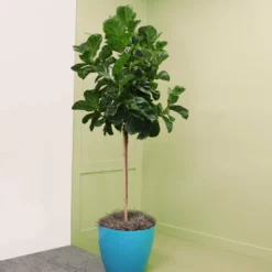 Fast Growing Trees Floor Plants Bambino Fiddle Leaf Fig