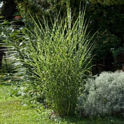 Fast Growing Trees Ornamental Grasses Miscanthus Bandwidth (Chinese Silver Grass)
