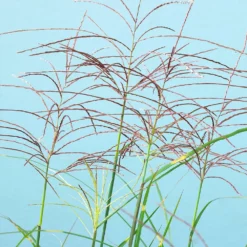 Fast Growing Trees Ornamental Grasses Miscanthus Bandwidth (Chinese Silver Grass)