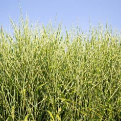 Fast Growing Trees Ornamental Grasses Miscanthus Bandwidth (Chinese Silver Grass)