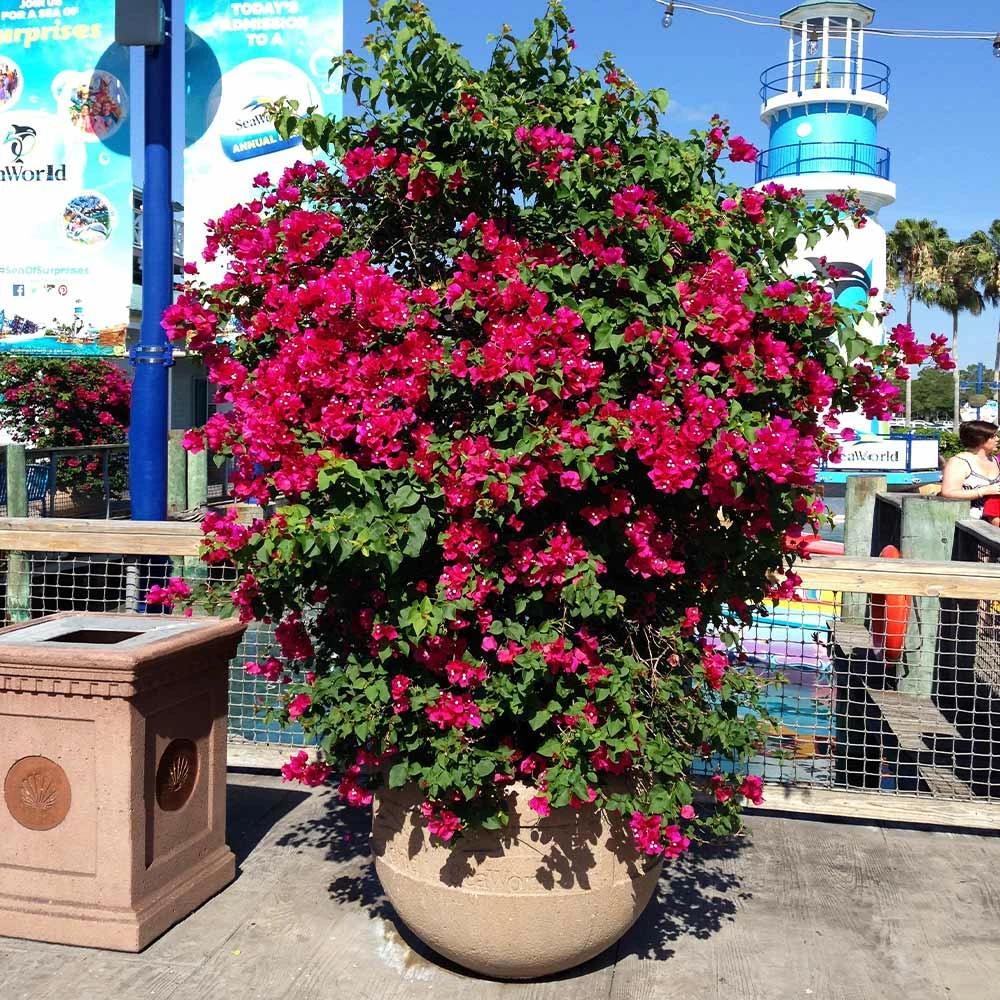 Fast Growing Trees Our Newest Arrivals Barbara Karst Bougainvillea 9 Fast Growing Trees Our Newest Arrivals Barbara Karst Bougainvillea