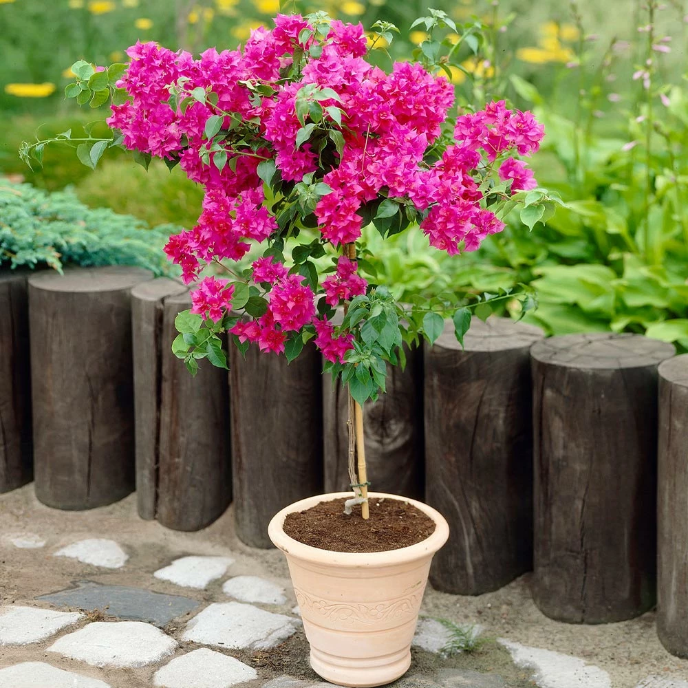 Fast Growing Trees Our Newest Arrivals Barbara Karst Bougainvillea 6 Fast Growing Trees Our Newest Arrivals Barbara Karst Bougainvillea
