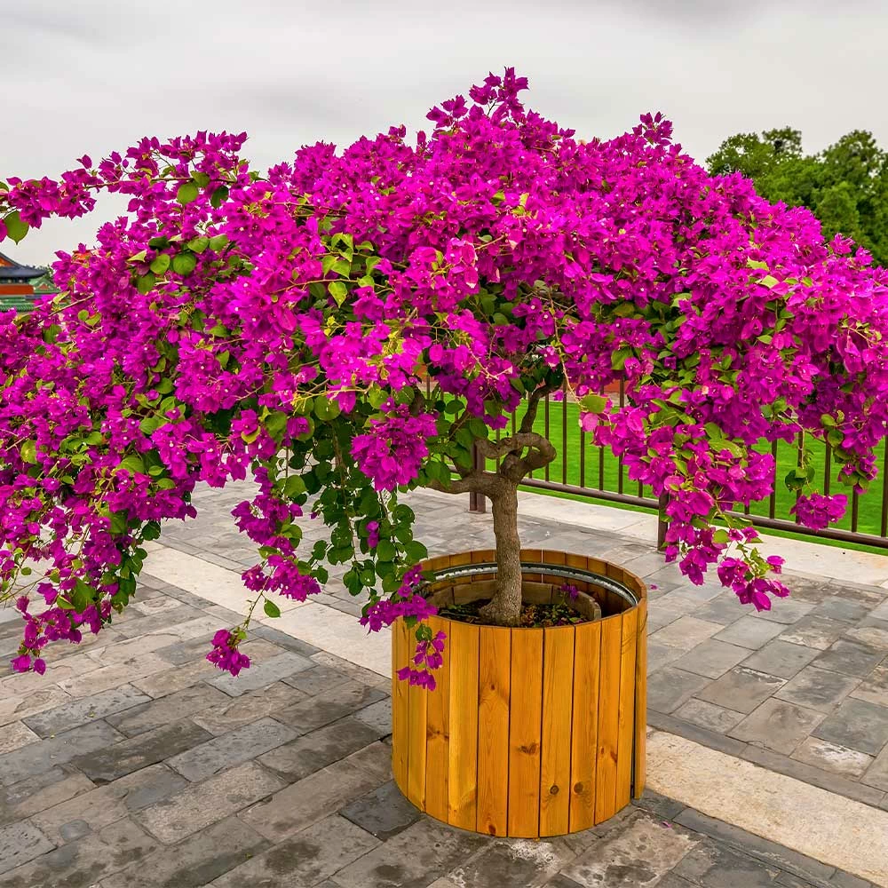 Fast Growing Trees Our Newest Arrivals Barbara Karst Bougainvillea 10 Fast Growing Trees Our Newest Arrivals Barbara Karst Bougainvillea