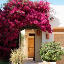 Fast Growing Trees Barbara Karst Bougainvillea