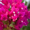 Fast Growing Trees Our Newest Arrivals Barbara Karst Bougainvillea