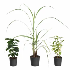 Fast Growing Trees Full Landscape Kits For Any Climate Barista Kit