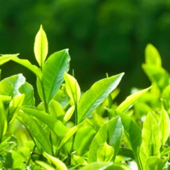 Fast Growing Trees Full Landscape Kits For Any Climate Barista Kit