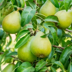 Fast Growing Trees 5-in-1 Pear Surprise Tree 9 Fast Growing Trees 5-in-1 Pear Surprise Tree