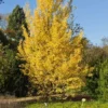 Fast Growing Trees Beijing Gold Ginkgo Tree