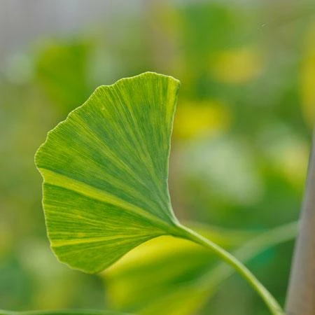 Fast Growing Trees Beijing Gold Ginkgo Tree 5 Fast Growing Trees Beijing Gold Ginkgo Tree