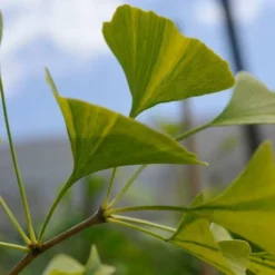 Fast Growing Trees Beijing Gold Ginkgo Tree 10 Fast Growing Trees Beijing Gold Ginkgo Tree