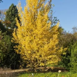 Fast Growing Trees Beijing Gold Ginkgo Tree
