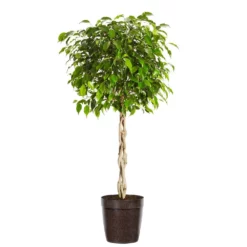Fast Growing Trees Air Purifying House Plants Braided Benjamina Ficus Tree