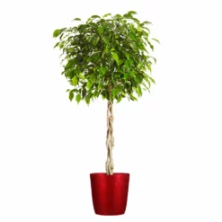 Fast Growing Trees Air Purifying House Plants Braided Benjamina Ficus Tree