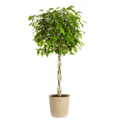 Fast Growing Trees Air Purifying House Plants Braided Benjamina Ficus Tree