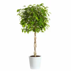 Fast Growing Trees Air Purifying House Plants Braided Benjamina Ficus Tree