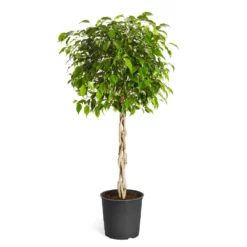 Fast Growing Trees Air Purifying House Plants Braided Benjamina Ficus Tree