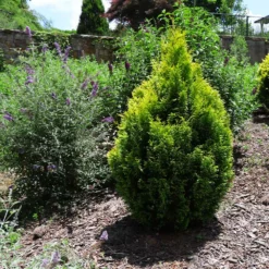 Fast Growing Trees Berckman's Gold Arborvitae Arborvitae Trees