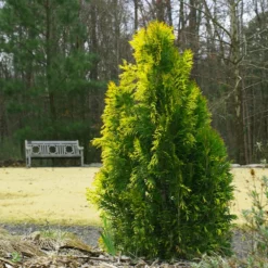 Fast Growing Trees Berckman's Gold Arborvitae Arborvitae Trees