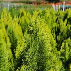 Fast Growing Trees Berckman's Gold Arborvitae Arborvitae Trees
