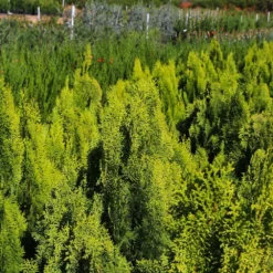 Fast Growing Trees Berckman's Gold Arborvitae Arborvitae Trees