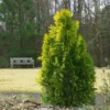 Fast Growing Trees Berckman's Gold Arborvitae Arborvitae Trees