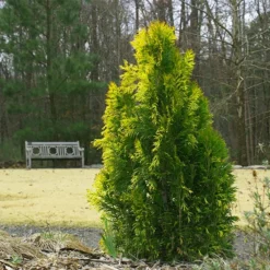Fast Growing Trees Berckman's Gold Arborvitae Arborvitae Trees