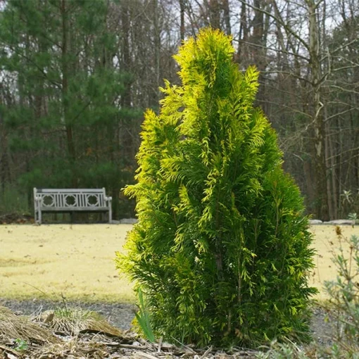 Fast Growing Trees Berckman's Gold Arborvitae Arborvitae Trees 6 Fast Growing Trees Berckman's Gold Arborvitae Arborvitae Trees