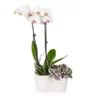 Fast Growing Trees Gift Plants White Orchid And Zebrina Plant