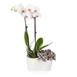 Fast Growing Trees Gift Plants White Orchid And Zebrina Plant