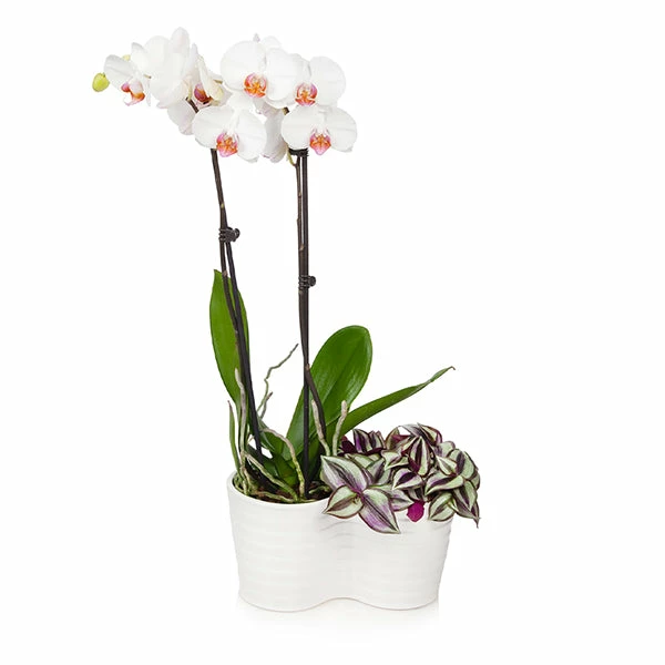 Fast Growing Trees Orchid Plant In White Pot 16 Fast Growing Trees Orchid Plant In White Pot