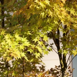 Fast Growing Trees Japanese Maples Bihou Japanese Maple Tree