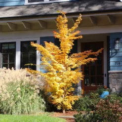 Fast Growing Trees Japanese Maples Bihou Japanese Maple Tree